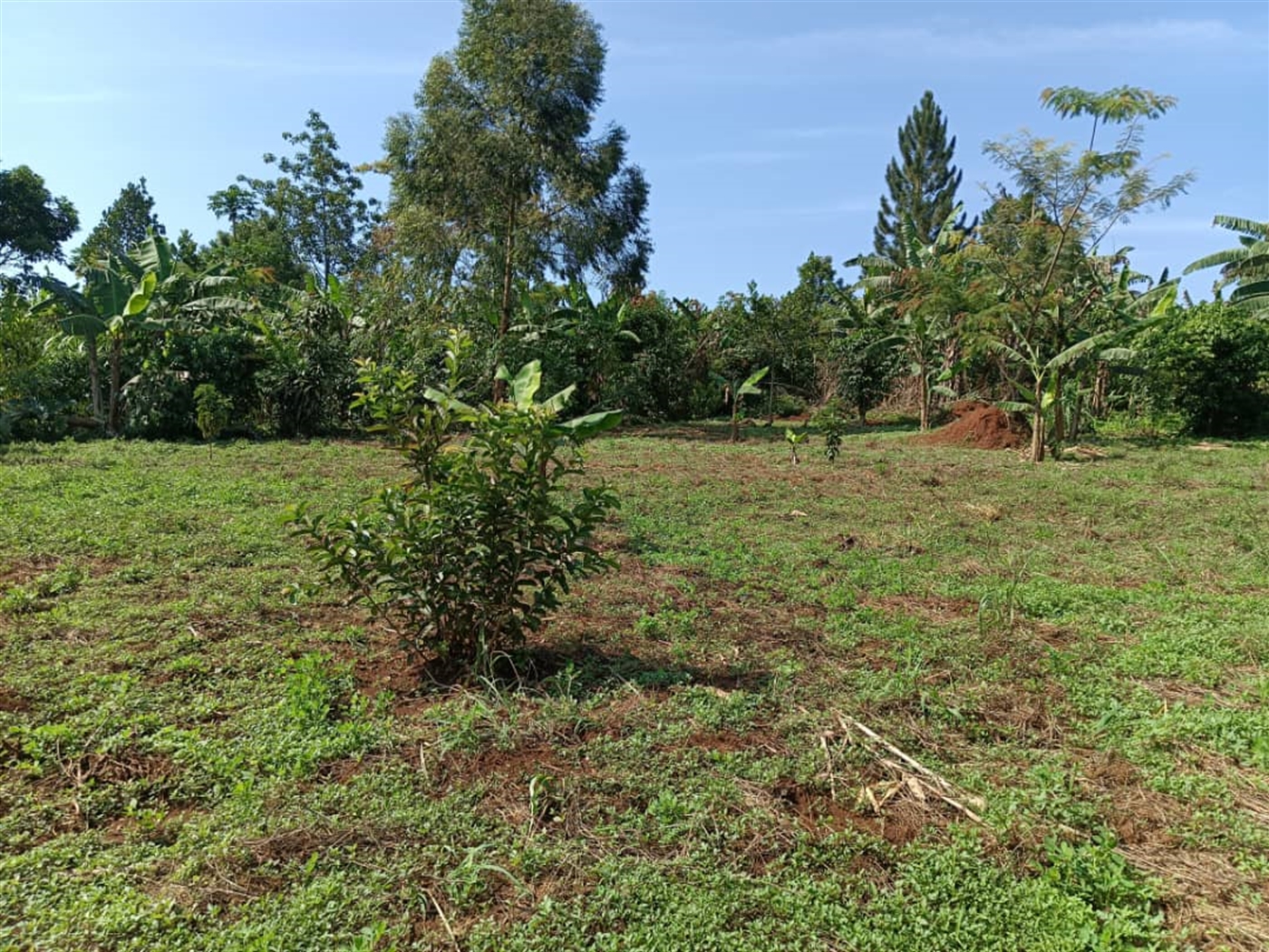 Residential land for sale in Nakisunga Mukono Ugan...