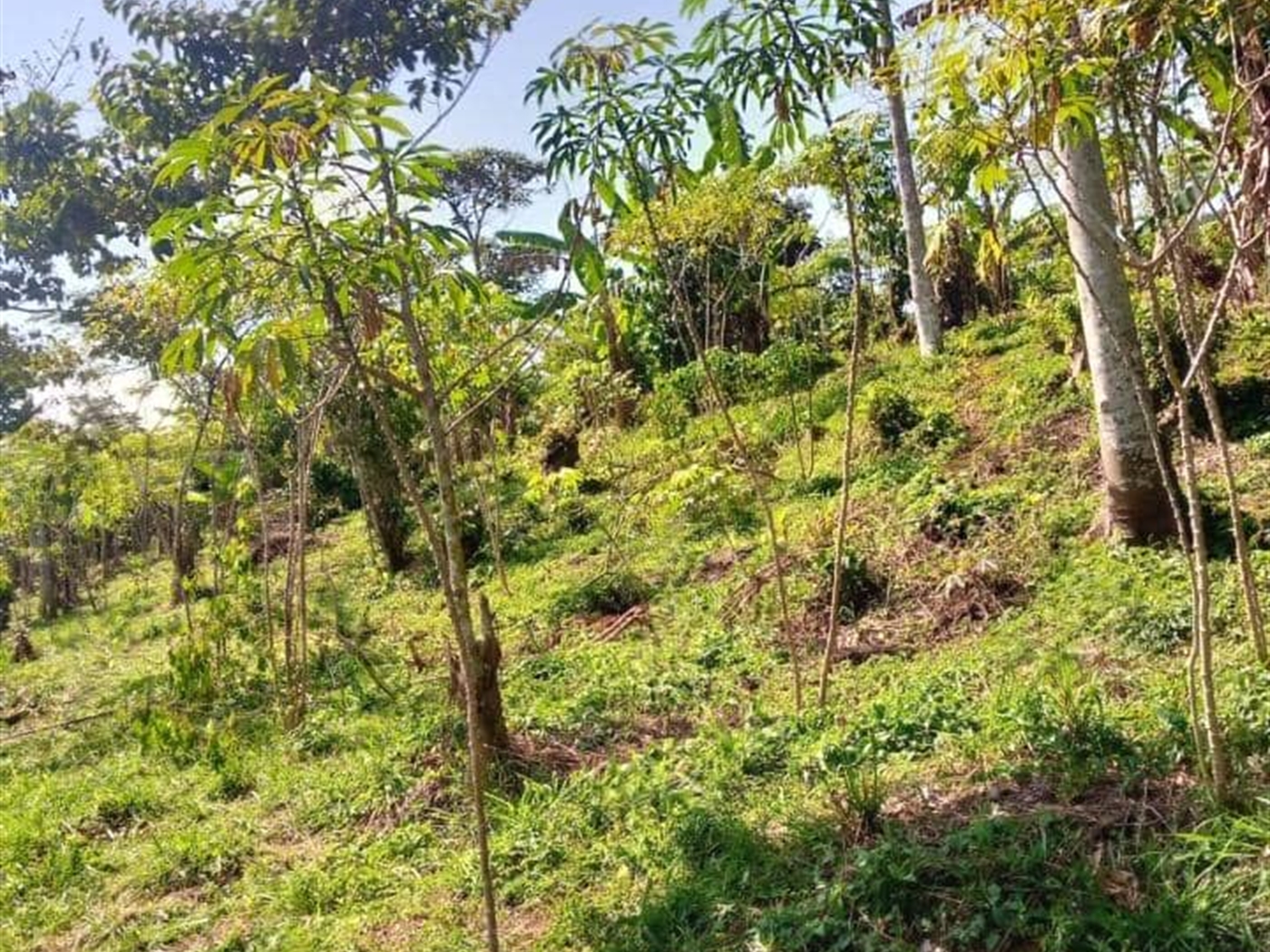 Residential land for sale in Nansagazi Jinja Ugand...