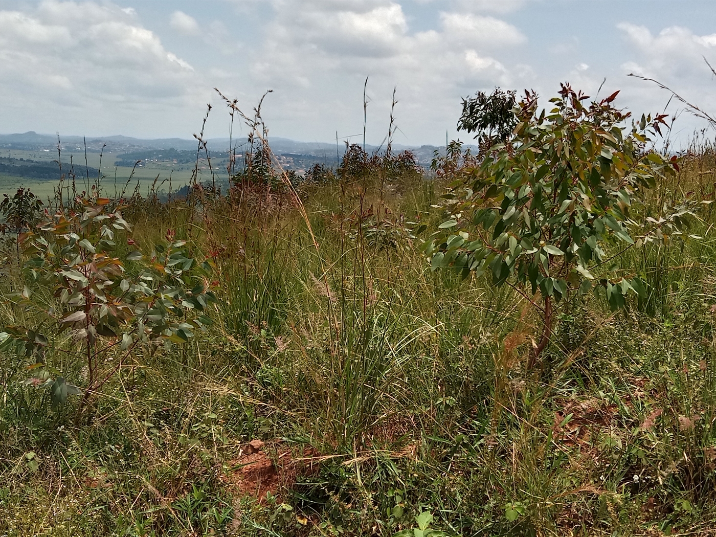 Residential land for sale in Maya Mpigi Uganda