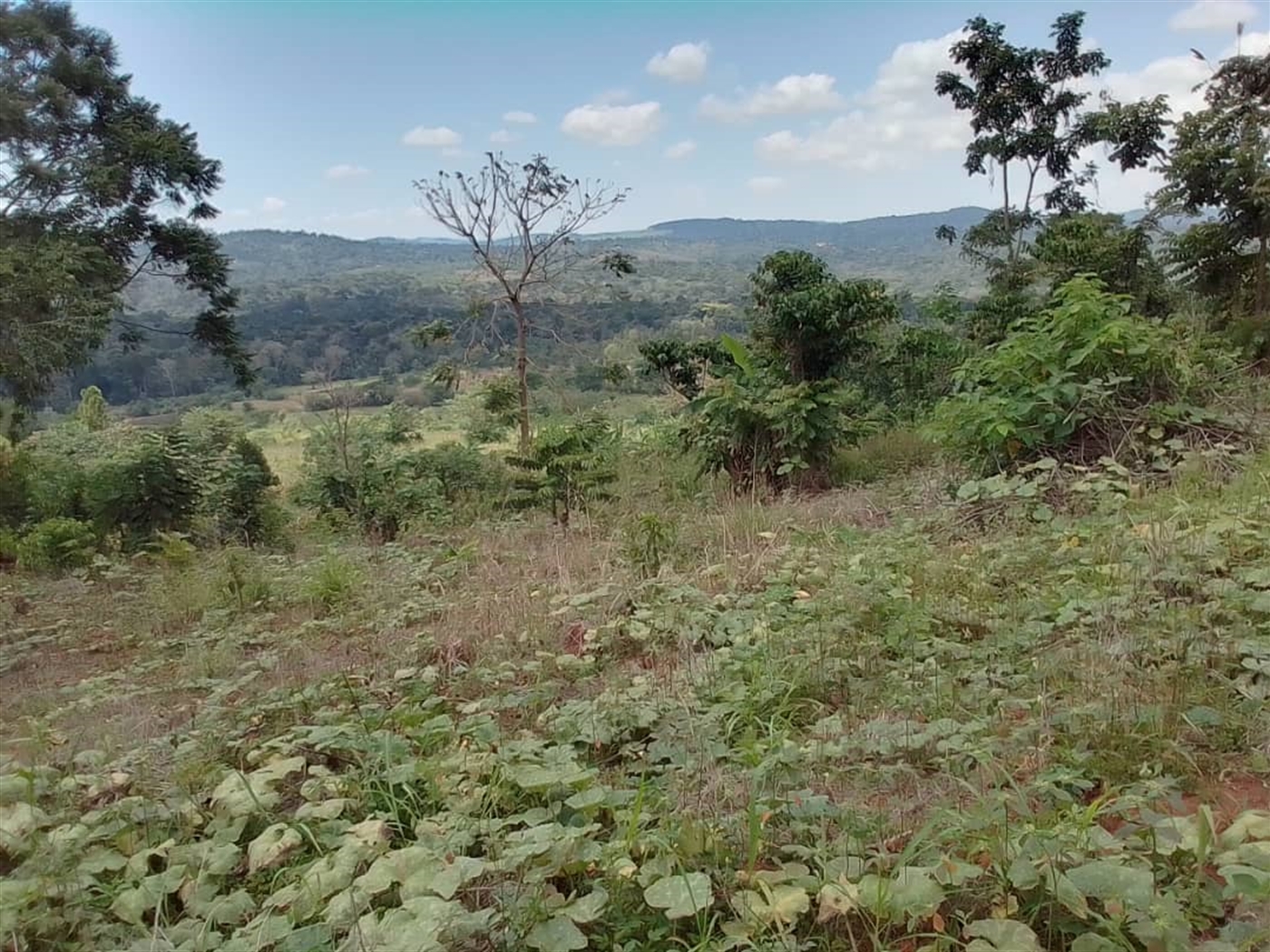 Residential land for sale in Mabira Jinja Uganda