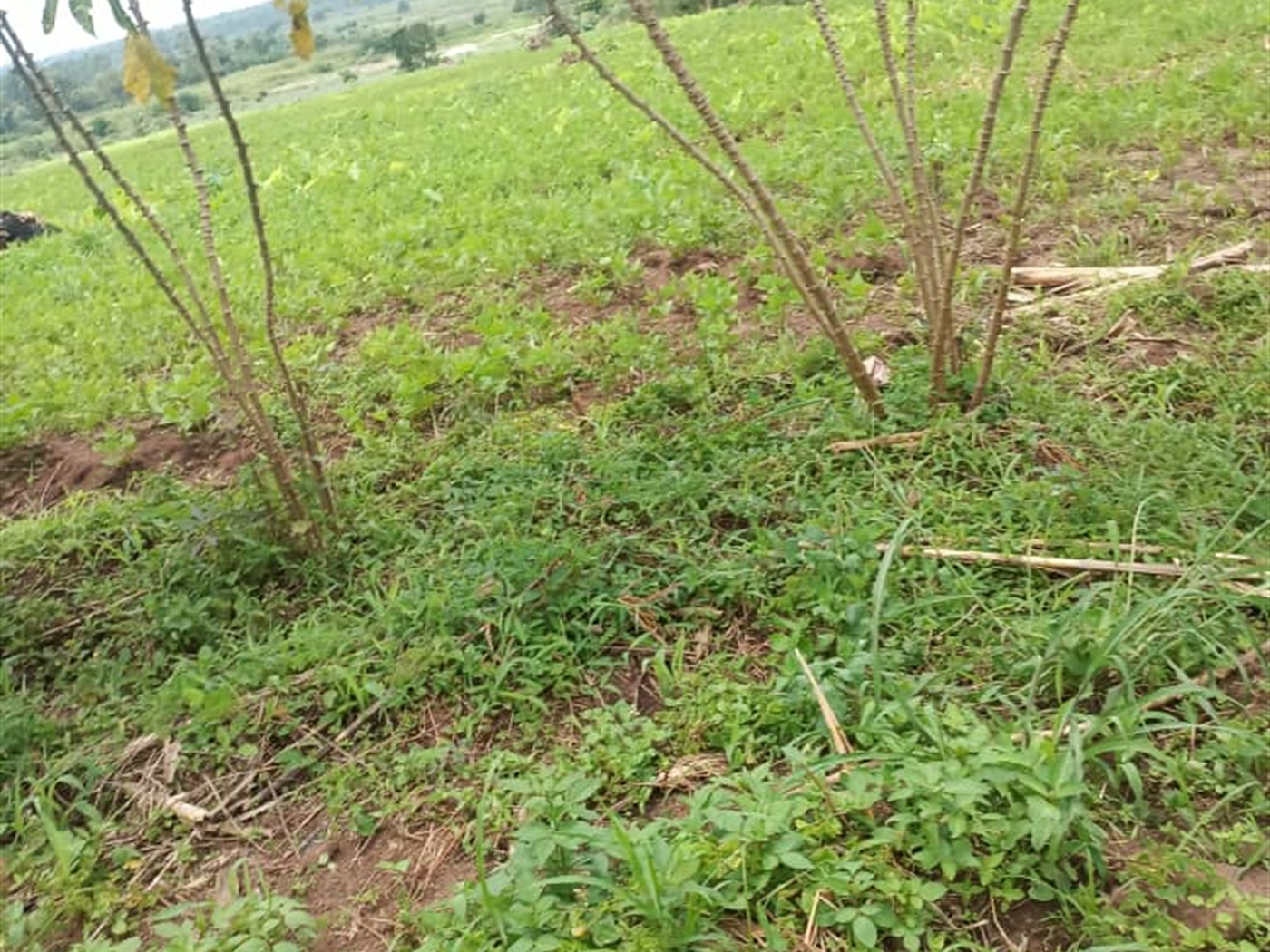 Residential land for sale in Mende Wakiso Uganda