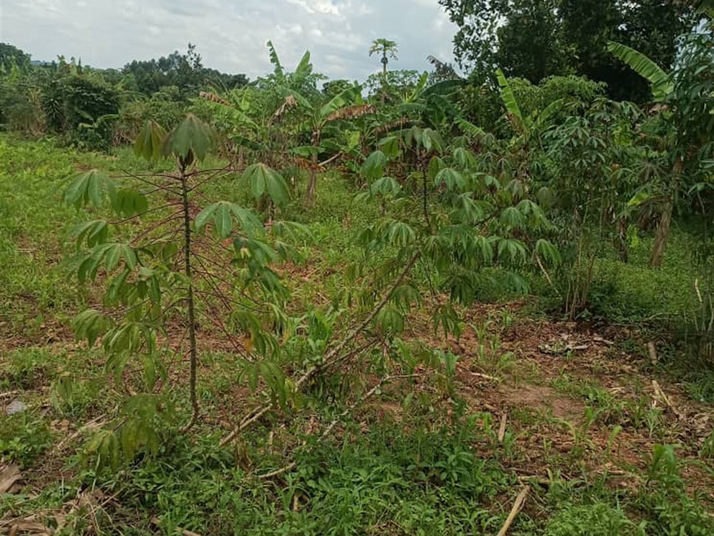 Residential land for sale in Mende Wakiso Uganda