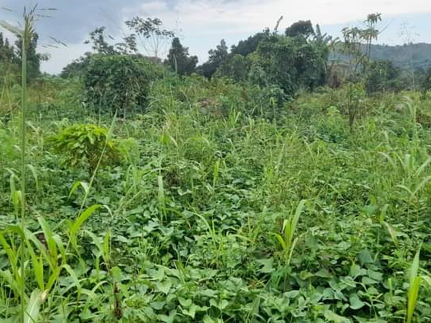 Residential land for sale in Kassanda Mityana Uganda