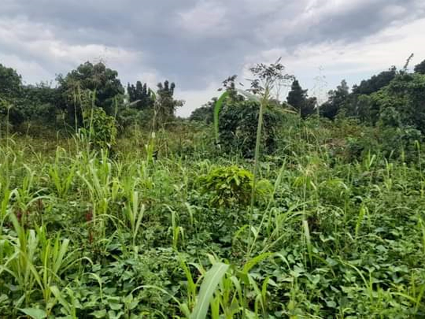 Residential land for sale in Kassanda Mityana Uganda