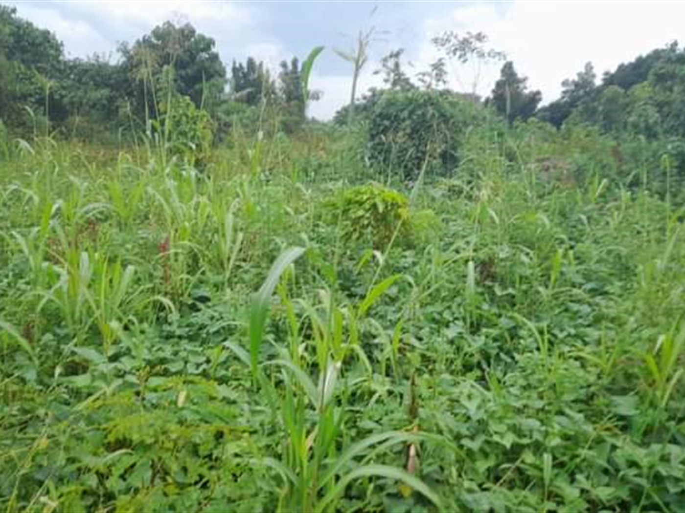 Residential land for sale in Kassanda Mityana Ugan...