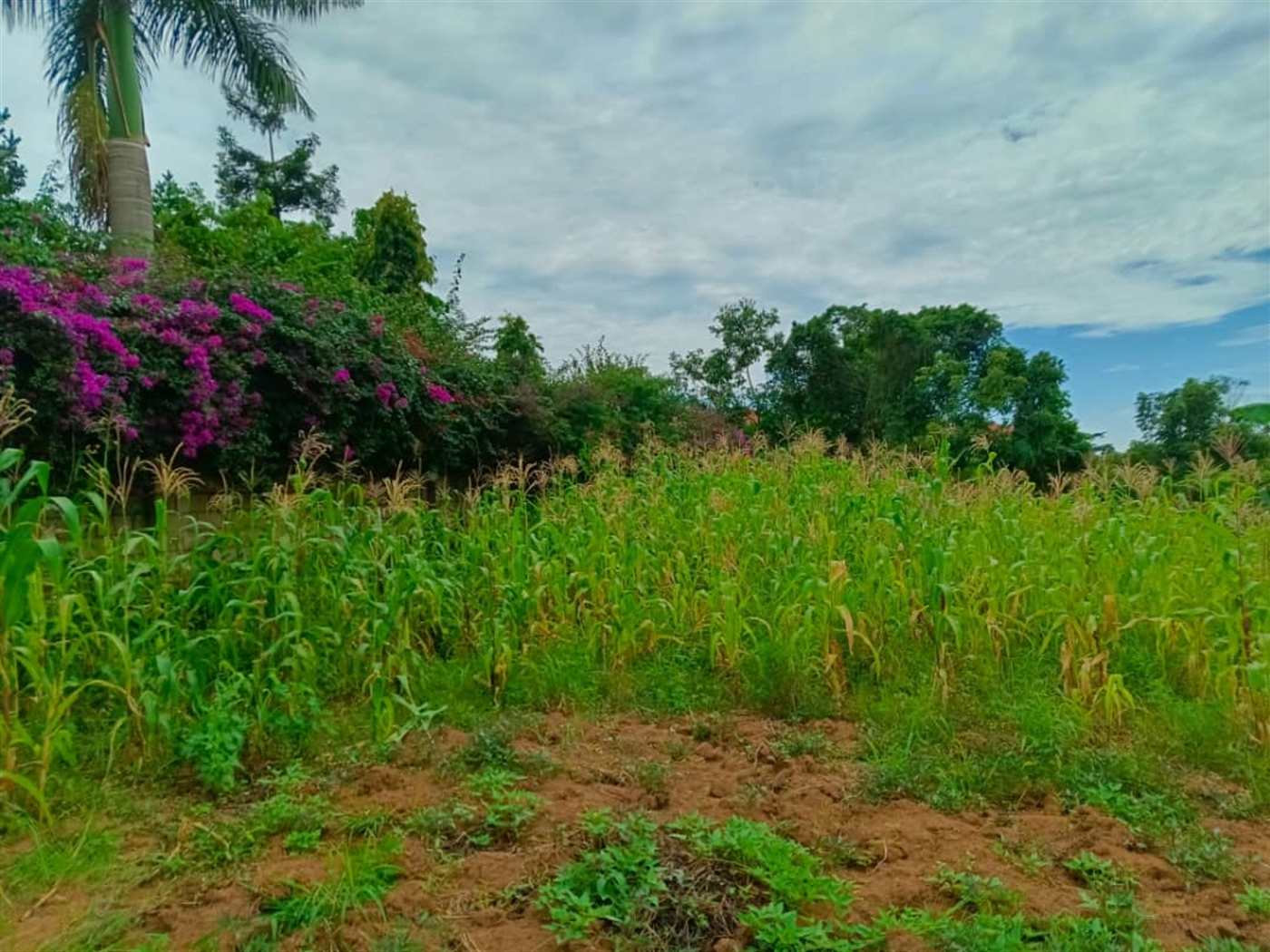 Commercial land for sale in Bbunga Kampala Uganda