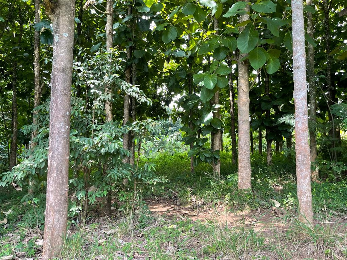 Commercial land for sale in Bombo Luweero Uganda
