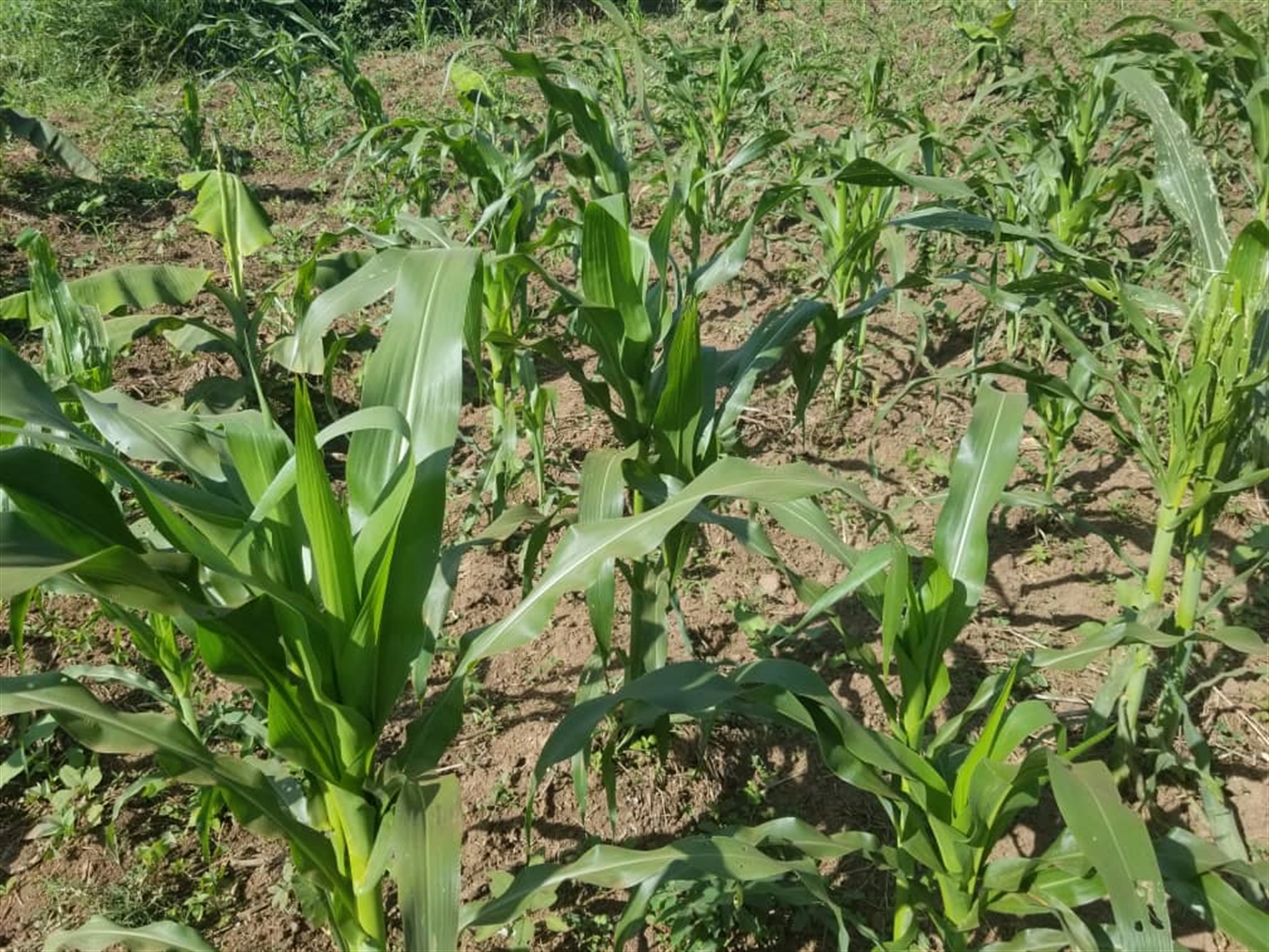 Commercial land for sale in Bujuuko Wakiso Uganda