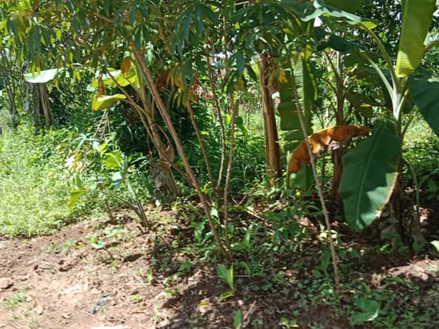 Agricultural land for sale in Kasanjje Wakiso Uganda