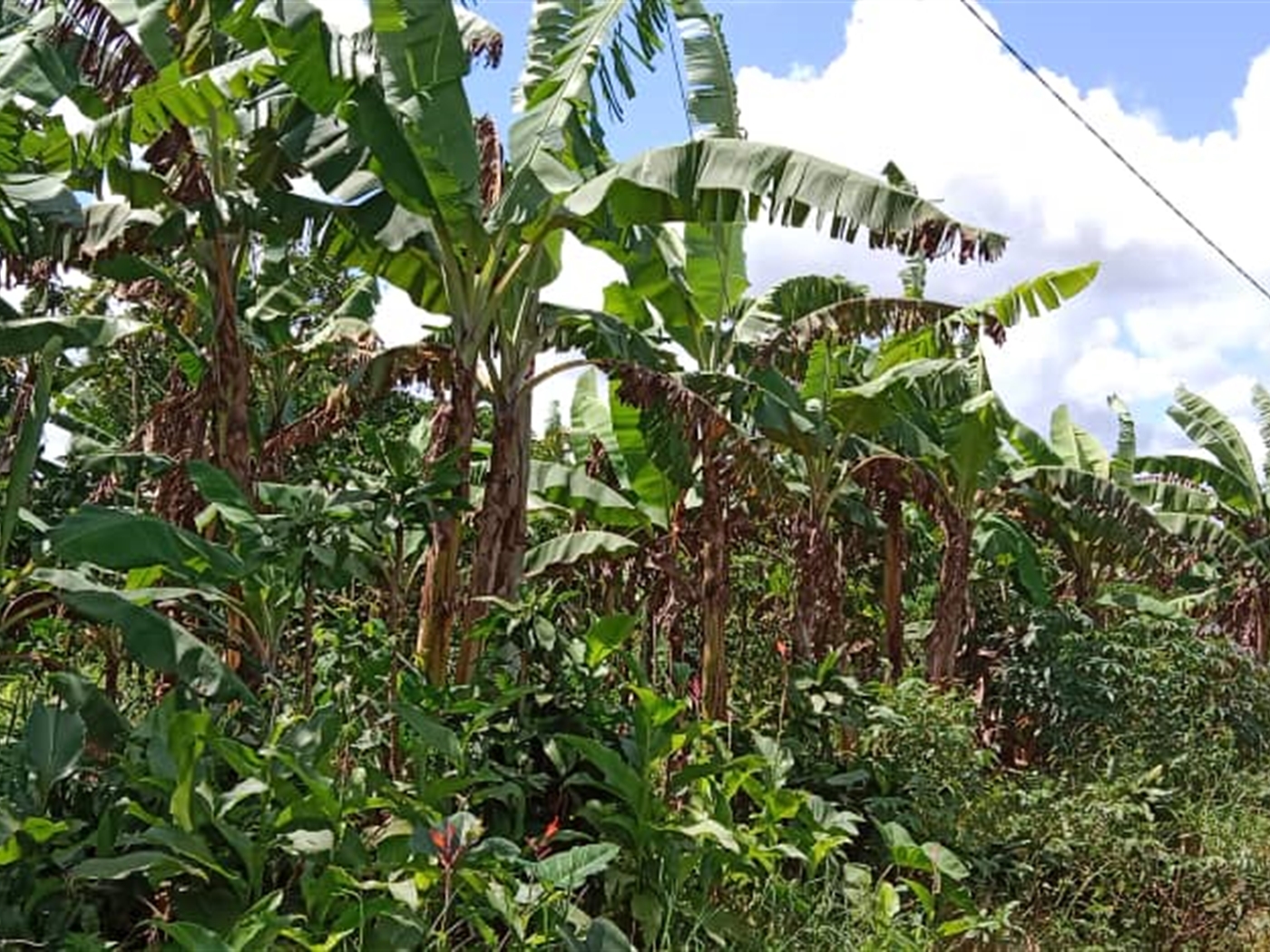 Agricultural land for sale in Kasanjje Wakiso Uganda