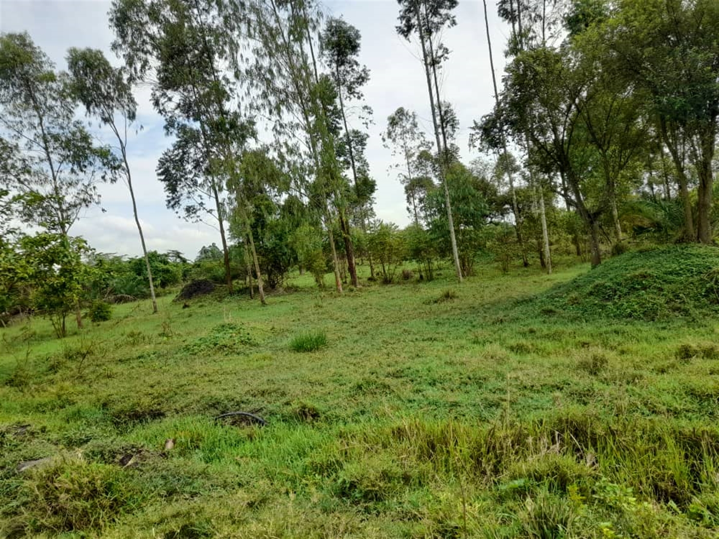 Agricultural land for sale in Kikube Luweero Uganda