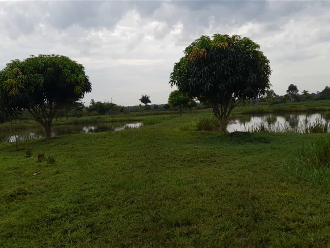 Agricultural land for sale in Kikube Luweero Uganda
