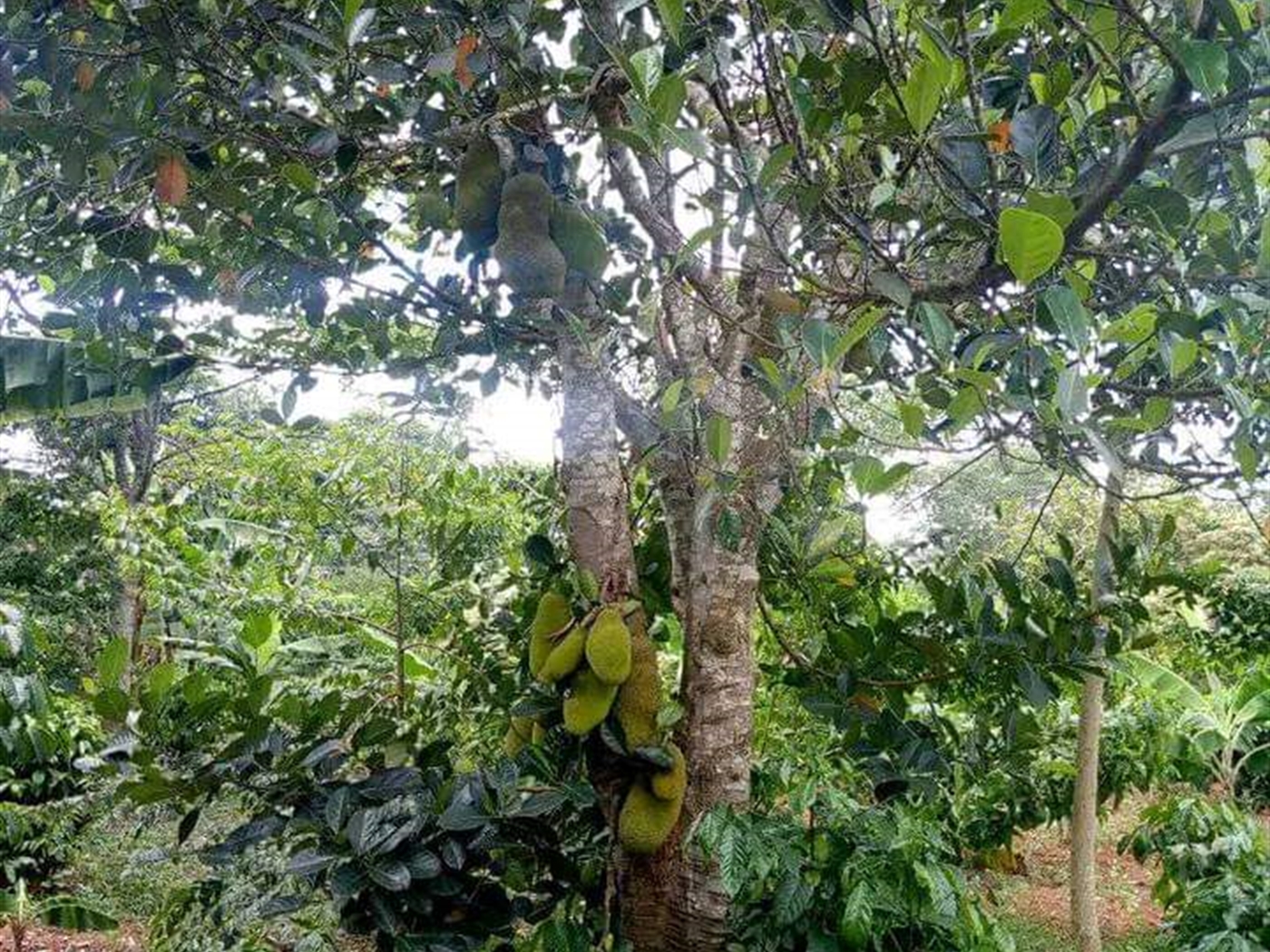 Agricultural land for sale in Kikyuusa Luweero Uganda