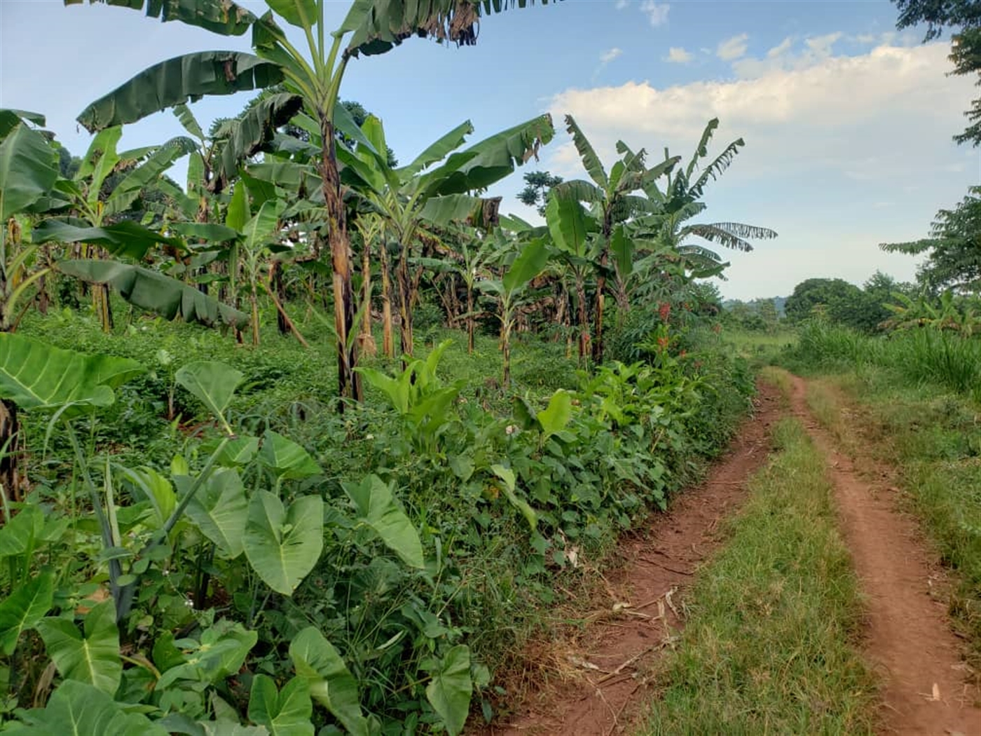  Agricultural land for sale in Lugazi Wakiso Uganda