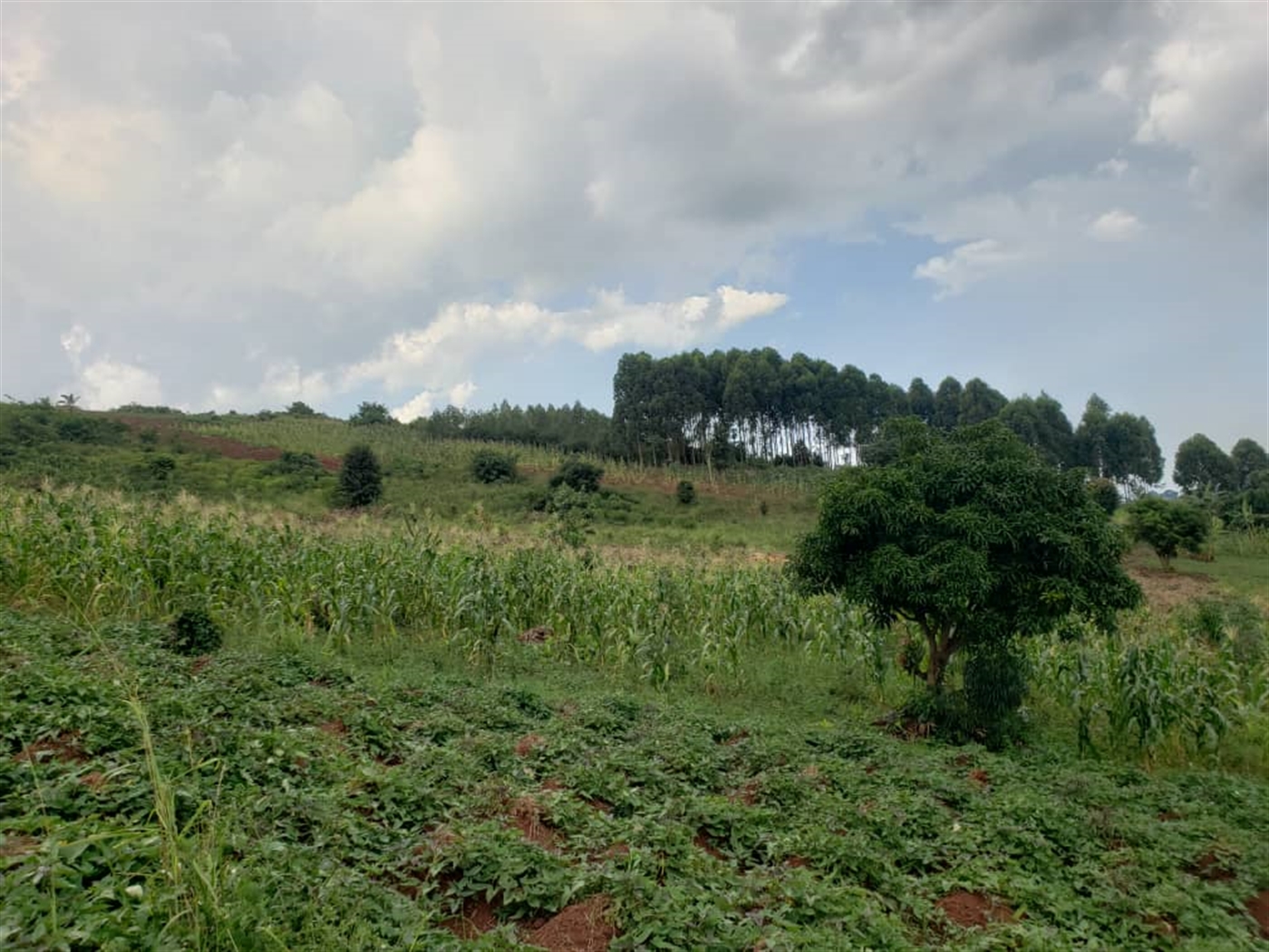  Agricultural land for sale in Lugazi Wakiso Uganda