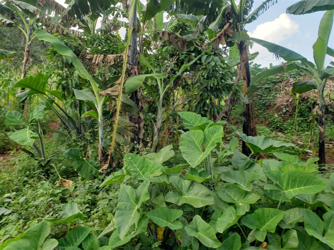  Agricultural land for sale in Lugazi Wakiso Uganda