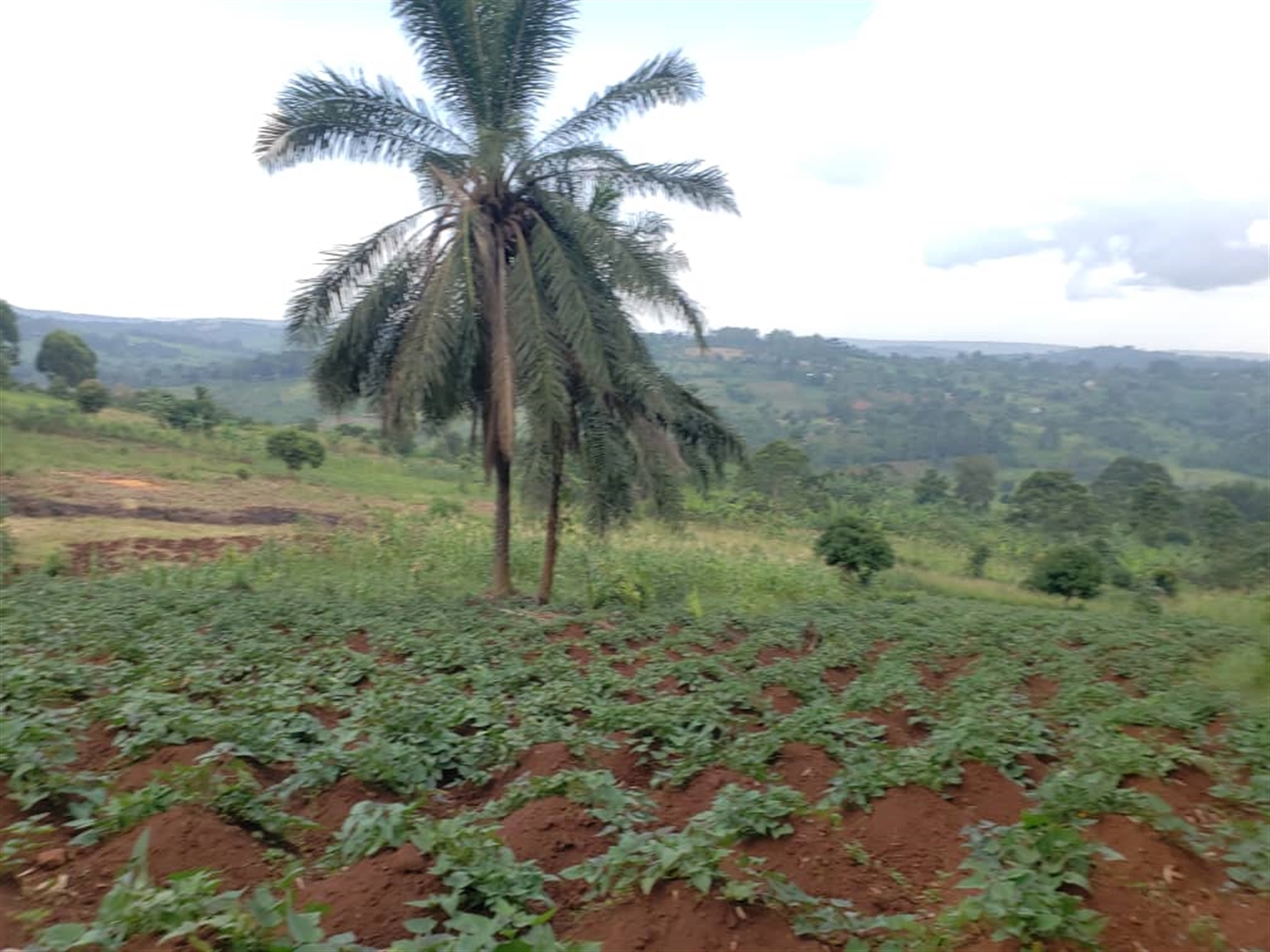 Agricultural land for sale in Lugazi Wakiso Uganda