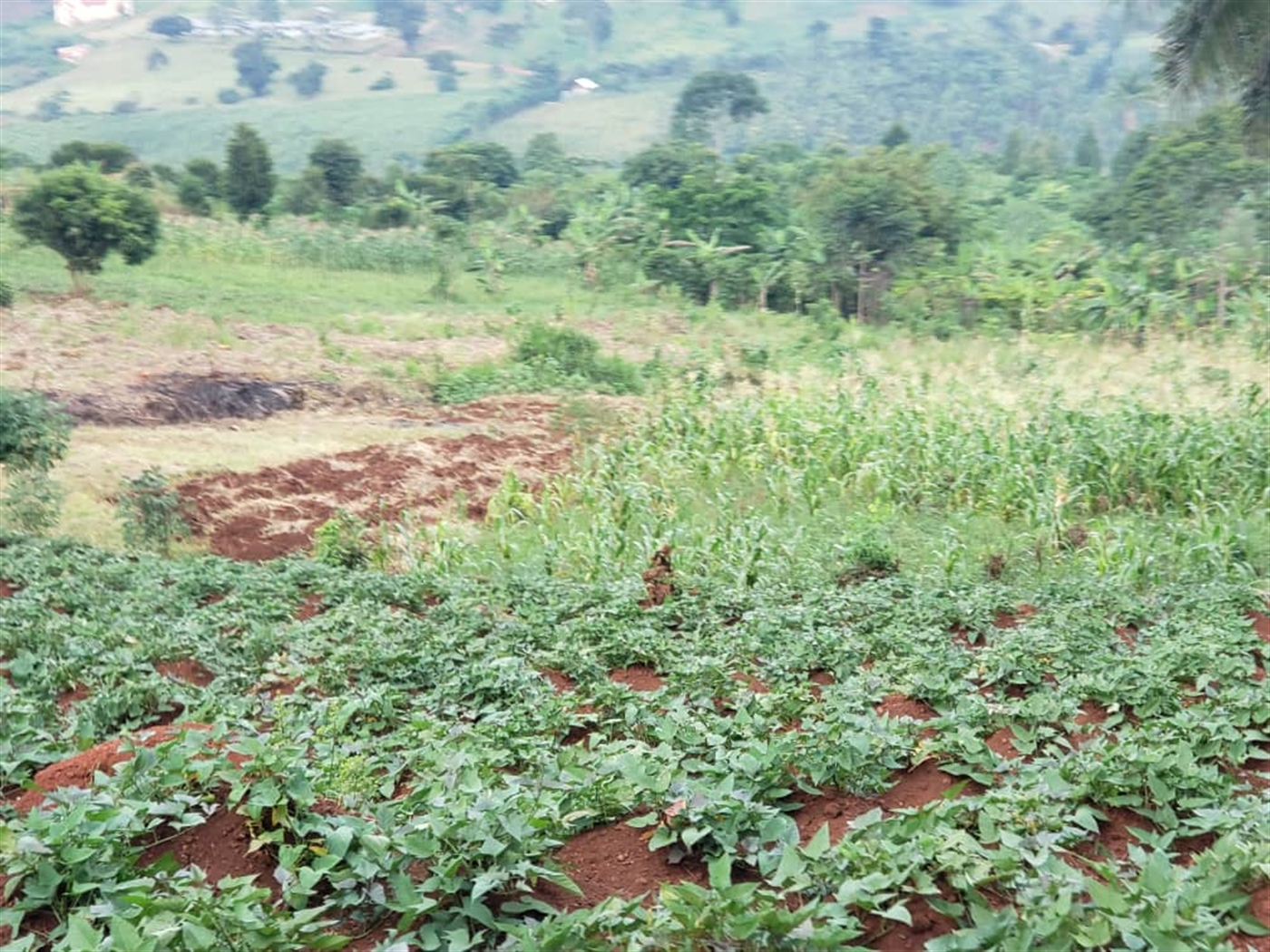  Agricultural land for sale in Lugazi Wakiso Uganda