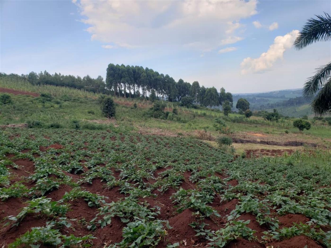  Agricultural land for sale in Lugazi Wakiso Uganda