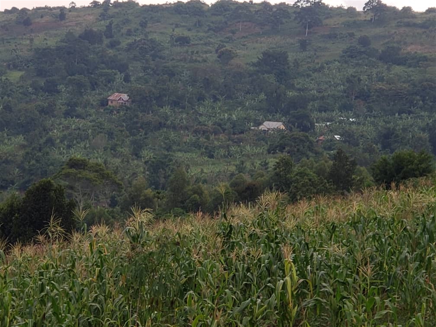  Agricultural land for sale in Lugazi Wakiso Uganda