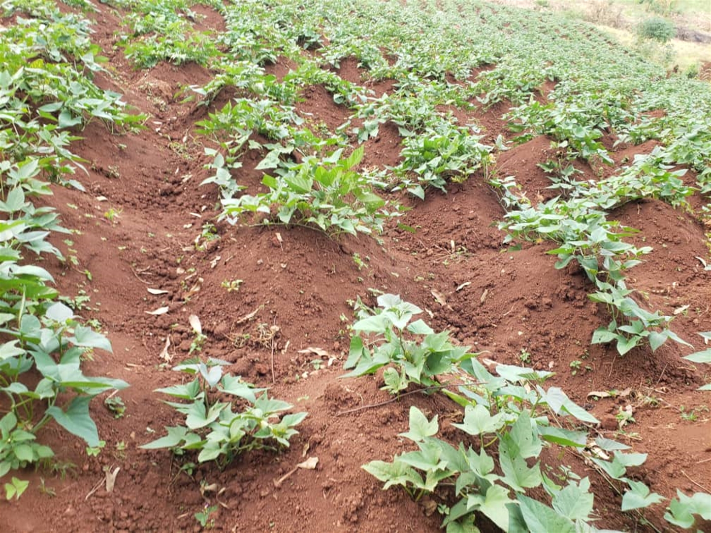 Agricultural land for sale in Lugazi Wakiso Ugand...