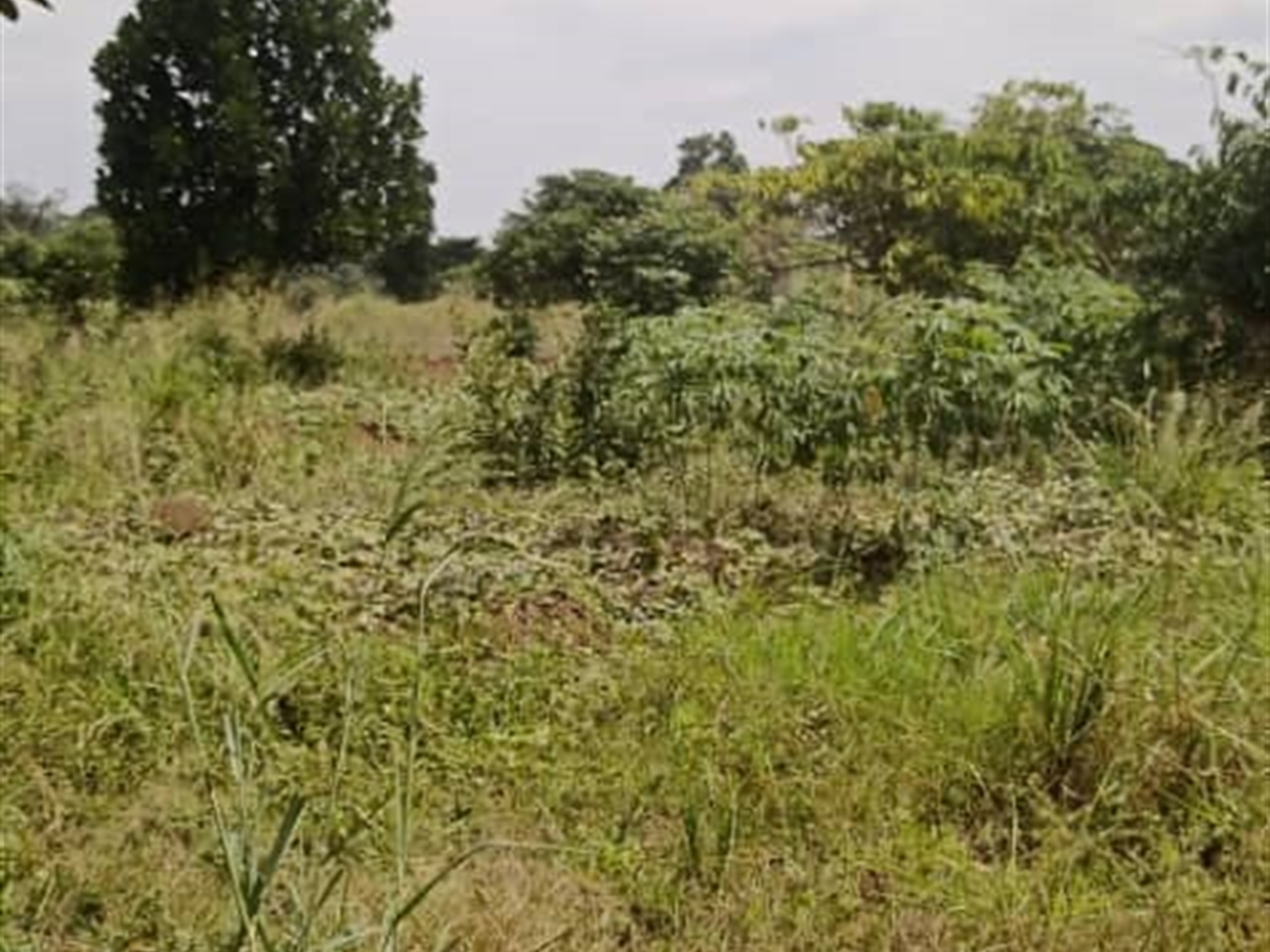 Agricultural land for sale in Ziloobwe Luweero Uganda