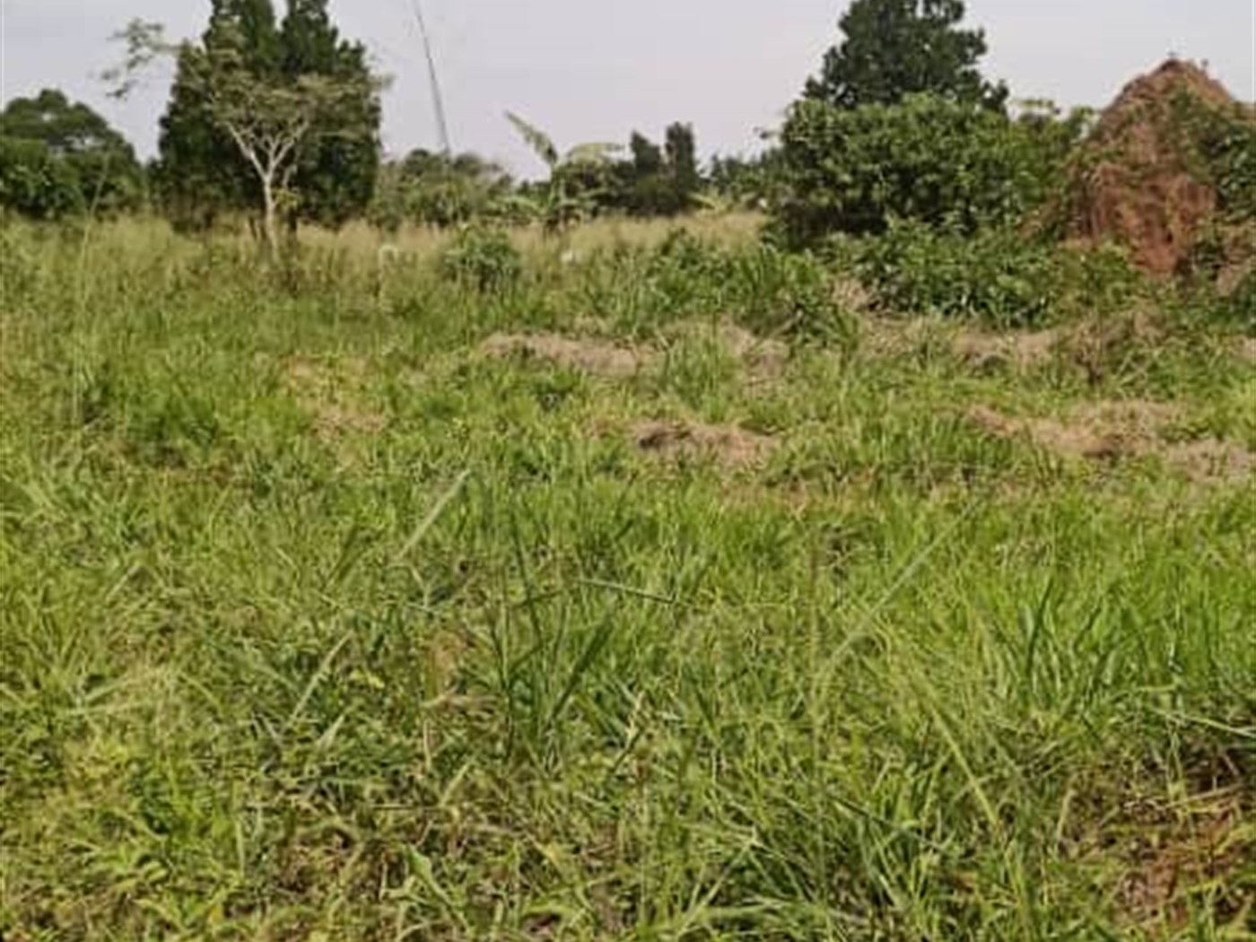 Agricultural land for sale in Ziloobwe Luweero Uganda