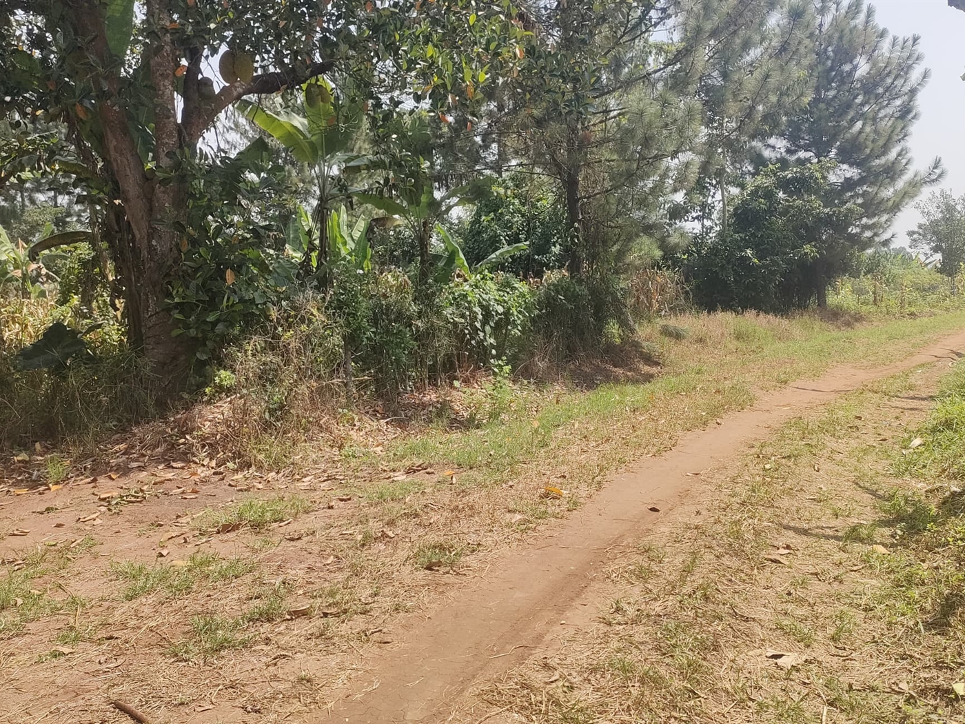 Commercial land for sale in Busunjju Mityana Uganda