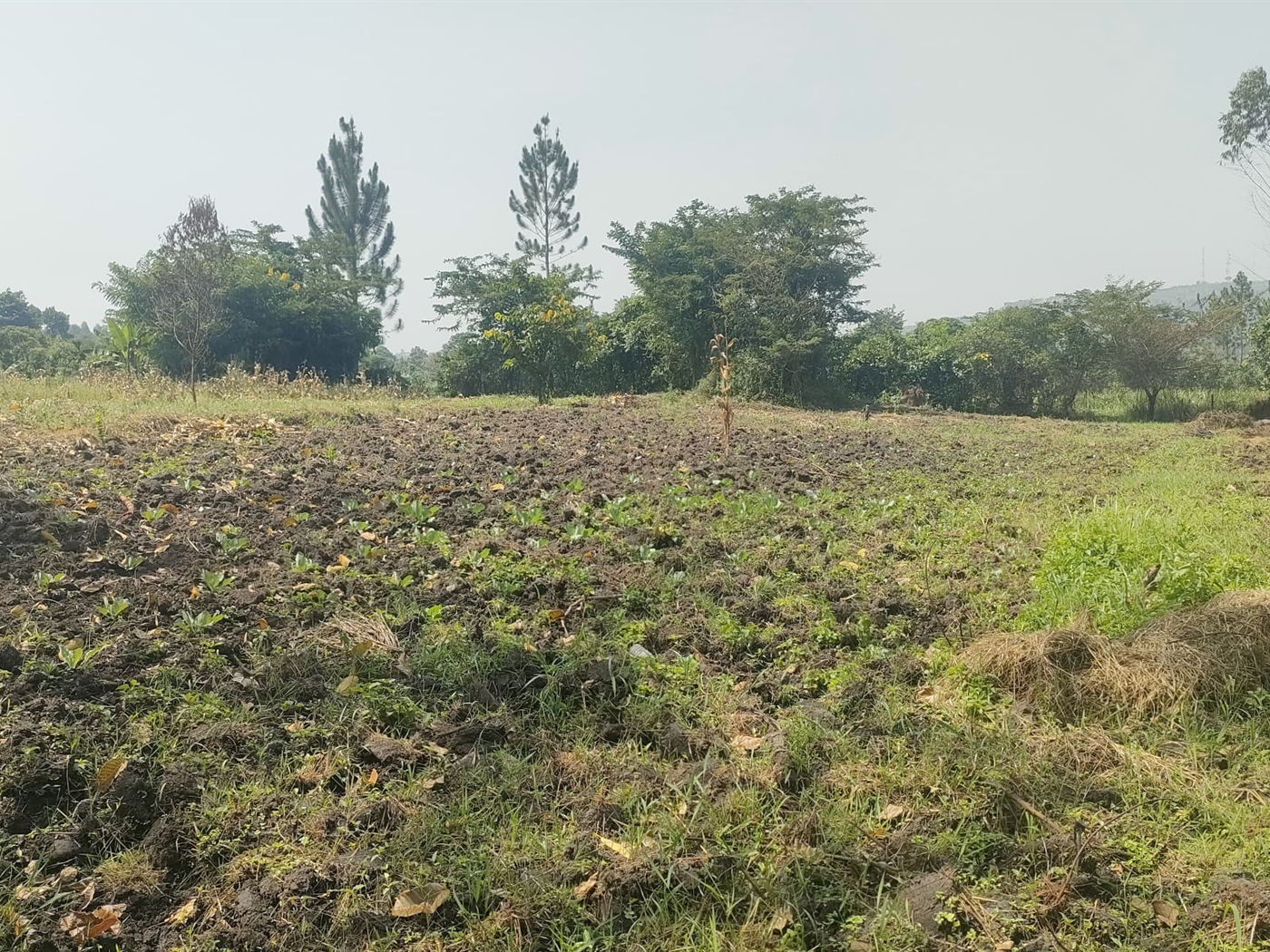 Commercial land for sale in Busunjju Mityana Uganda