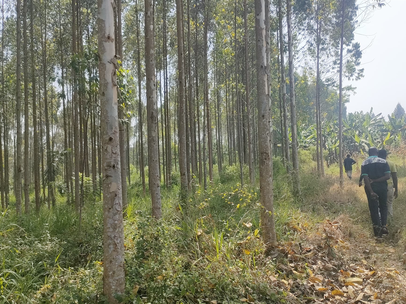 Commercial land for sale in Busunjju Mityana Ugand...