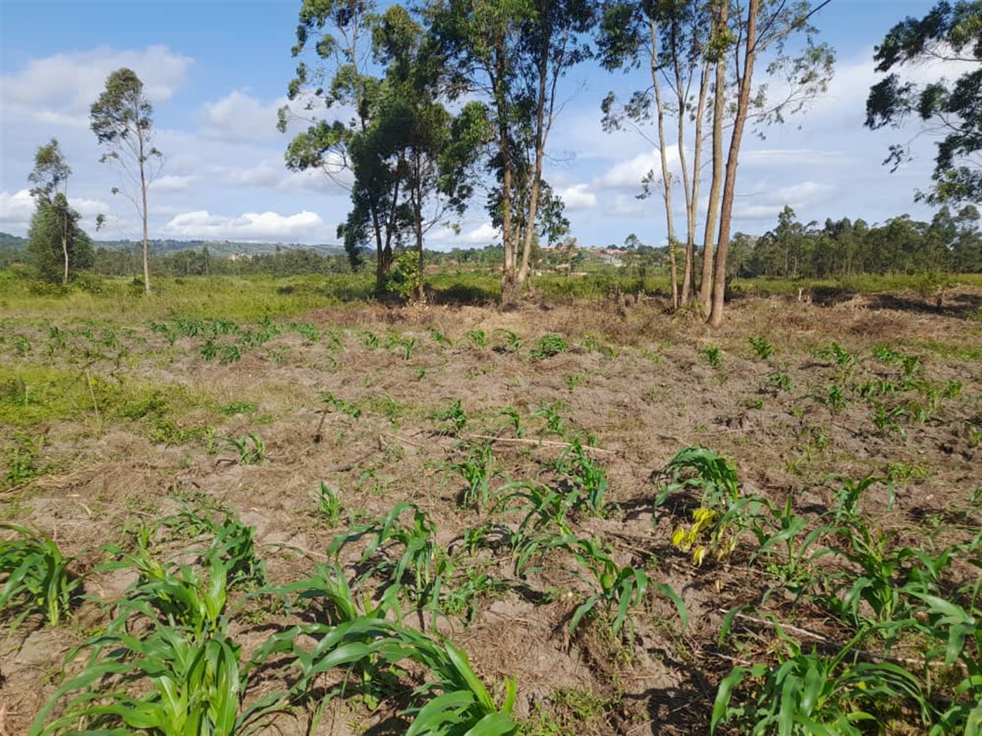 Commercial land for sale in Jjandira Mpigi Uganda