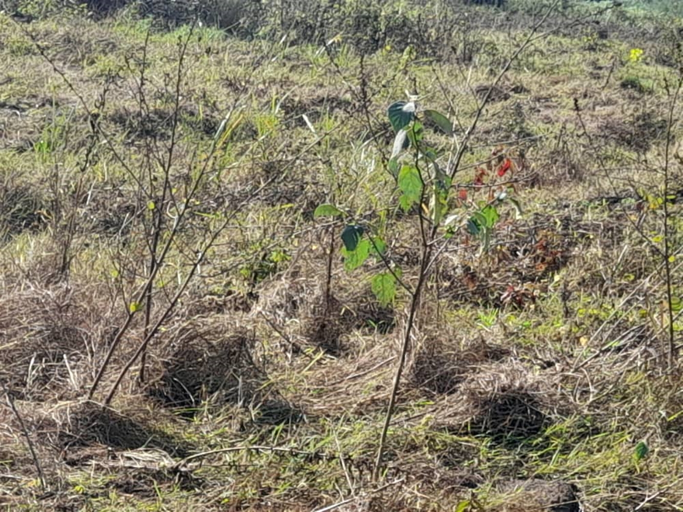 Commercial land for sale in Jjandira Mpigi Uganda