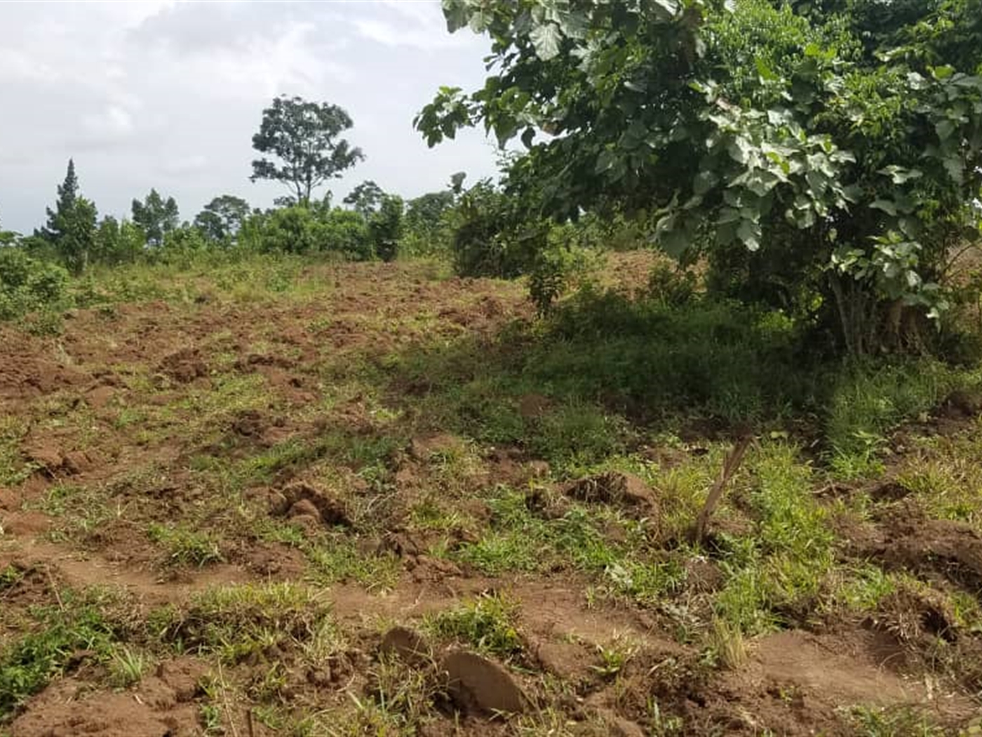 Commercial land for sale in Nakassajja Wakiso Uganda