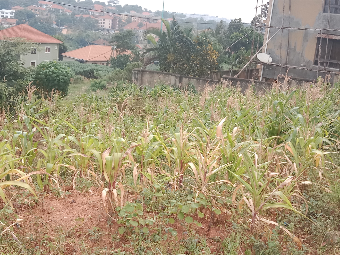 Commercial land for sale in Kyanja Kampala Uganda